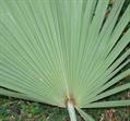 saw palmetto